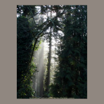 Early Morning Sunrays # 7 posters by dlmtleArt Early Morning Sunrays # 7 posters