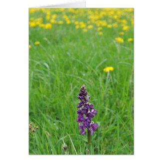 Early purple orchid