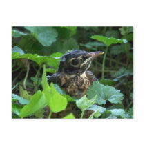 Early Robin-hood (Baby Bird) Postcards by jaisjewels Early Robin-hood (Baby Bird) Postcards