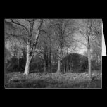 Early Spring at, Bute Park, Cardiff cards