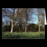 Early Spring at, Bute Park, Cardiff cards