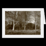 Early Spring at, Bute Park, Cardiff (Bordered) cards