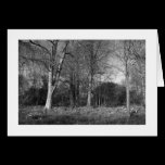 Early Spring at, Bute Park, Cardiff (Bordered) cards