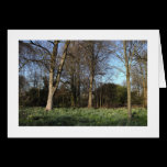 Early Spring at, Bute Park, Cardiff (Bordered) cards