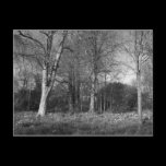 Early Spring at, Bute Park, Cardiff postcards