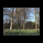 Early Spring at, Bute Park, Cardiff postcards