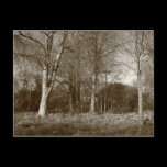 Early Spring at, Bute Park, Cardiff postcards