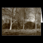 Early Spring at, Bute Park, Cardiff (Sepia) cards