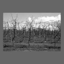 Early Spring Black and White Photo Poster posters