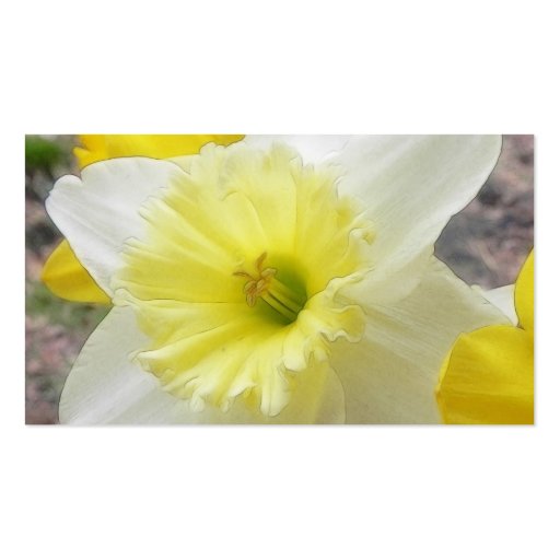Early Spring Daffodil Business Card Templates (back side)