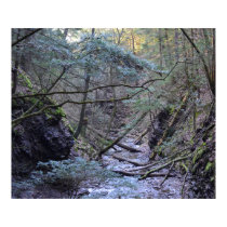Early Spring In The Forest. Poster