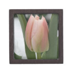 Early Spring Pink Tulip in Snow Premium Jewelry Box
