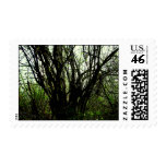 Early Spring Postage Stamp