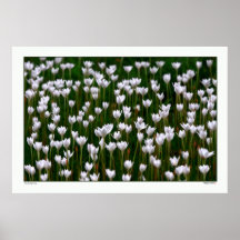 Early Spring - Texas Print
