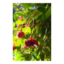 Early Summer's Hanging Fuchsia posters