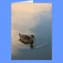 "Early Swim" Greeting Card cards