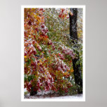 Early Winter Print