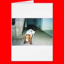 Ears_Hang_Low cards