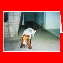 Ears_Hang_Low cards