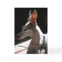 Ears Up!, photo cards by RLMdesignes Ears Up!, photo cards