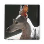 Ears Up!, photo Refrigerator Magnet