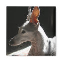 Ears Up!, photo magnets