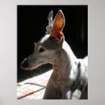 Ears Up!, photo Print