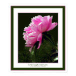 nature, flora, plants, peonies, sayings,