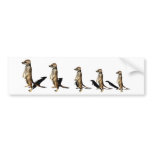 Earth male in row bumper sticker