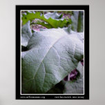 earth's lungs posters