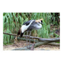 East African Crowned Crane posters by Gilliand_Photo East African Crowned Crane posters