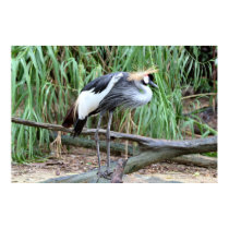 East African Crowned Crane posters by Gilliand_Photo East African Crowned Crane posters