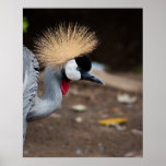 East African Crowned Crane Posters