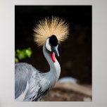 East African Crowned Crane Print