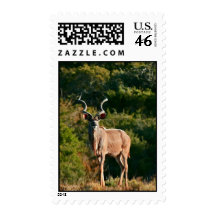 East Cape Kudu postage stamp