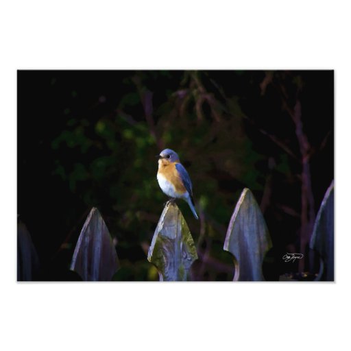 Eastenr Bluebird Art Picture Photo