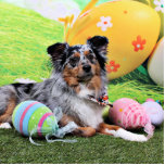 Easter - Australian Shepherd - Silas Barker Acrylic Cut Outs