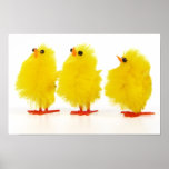 Easter baby chicks Poster