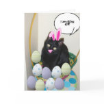 Easter Black Cat cards