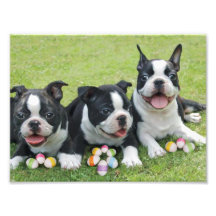 Easter Boston terriers Photo Print