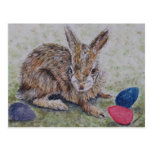 Easter Bunny Card Postcards