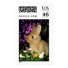 Easter Bunny Postage Stamp