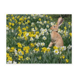 Easter bunny postcard