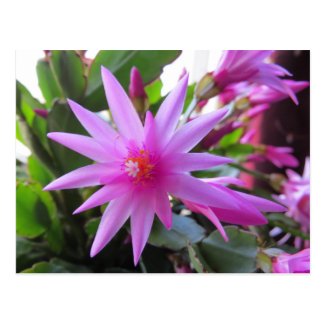 Easter Cactus Flowers