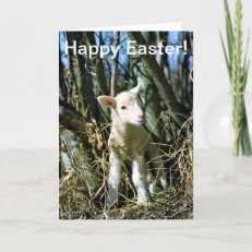 Easter Card - Lamb
