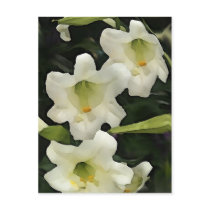 Easter Cards Postcard