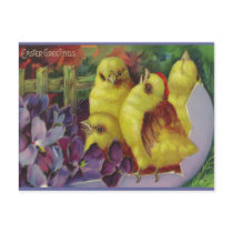 Easter Chick Greetings postcards