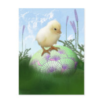 Easter Chick Postcard