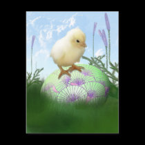 Easter Chick Postcard