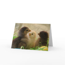 Easter Chickens cards